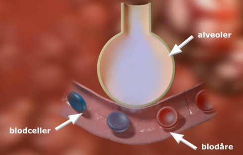  Blodceller strømmer gjennom blodåre som er i kontakt med alveoler. Illustrasjon.