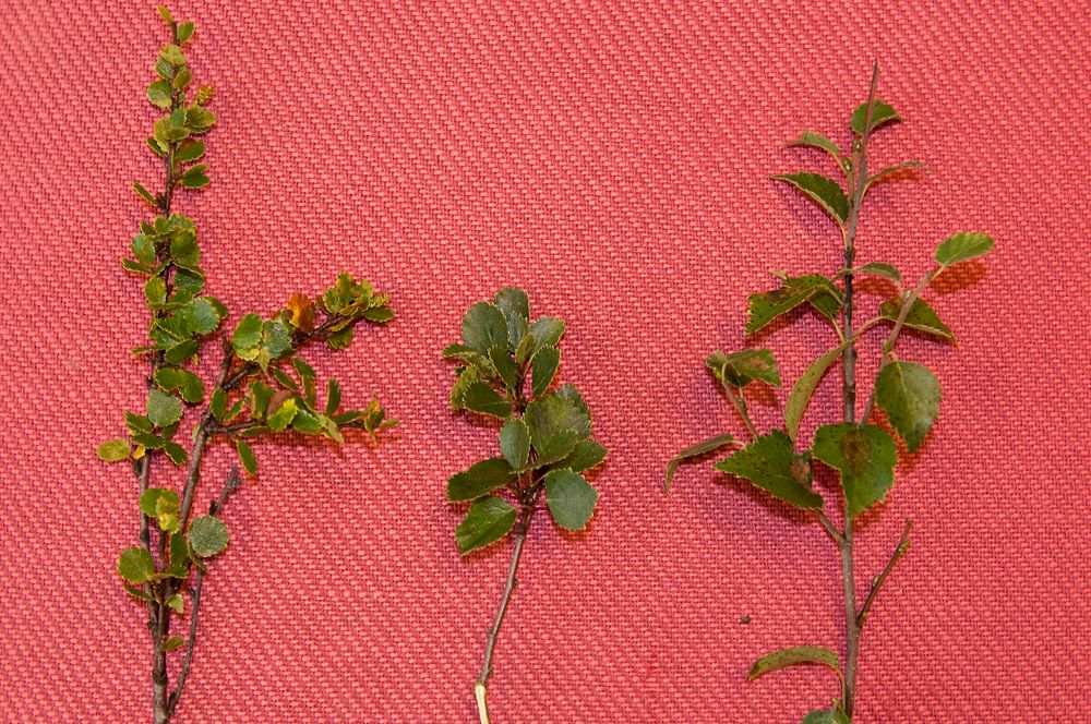 På et rødt underlag er det lagt blad fra ulike bjørker. Dvergbjørka til venstre har små, nesten runde blad. Fjellbjørka til høyre har større, avlange blad som er spisse i den ene enden. Bladene på hybriden i midten er en slags mellomting. Foto.