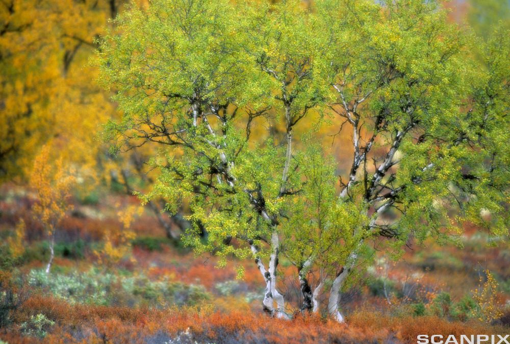 Soahkevuovdi. Govva.