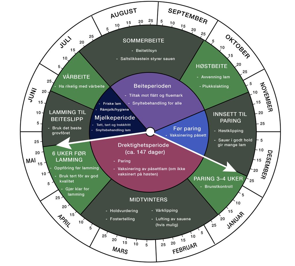 Sirkelformet årshjul som beskriver de aktuelle gjøremål gjennom et år for en sauebonde, slik de er beskrevet i teksten på denne sida. Illustrasjon.