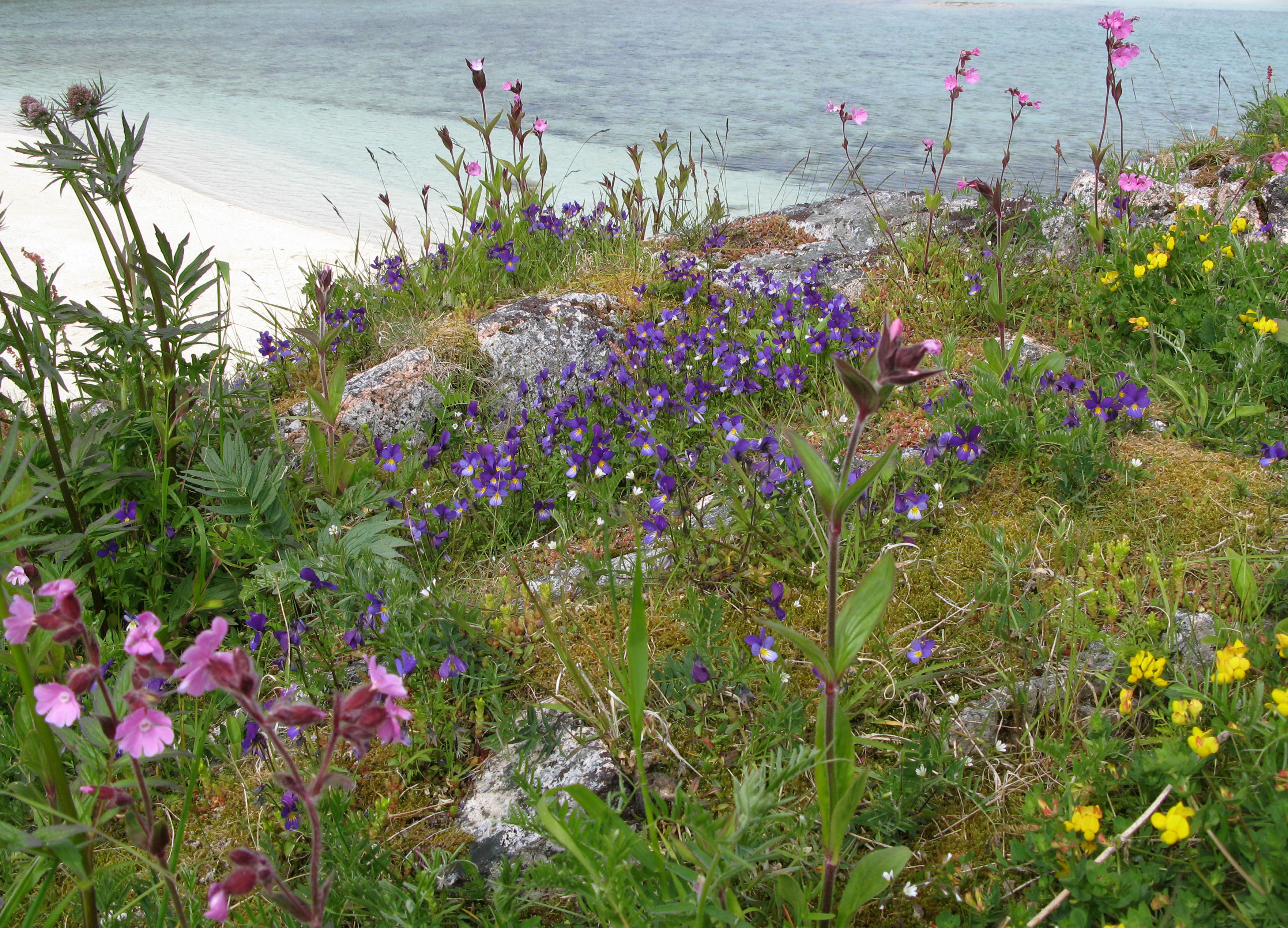 Mange ulike planter med fargerike blomster på bergknaus ved kysten. Foto.