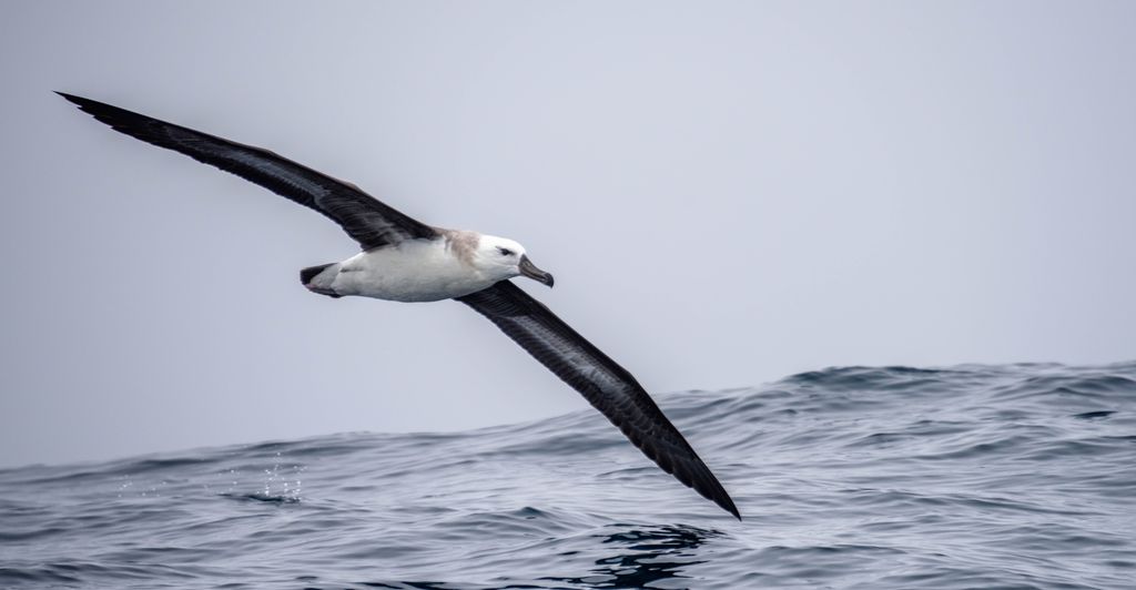 An albatross flying just above the water. Photo.