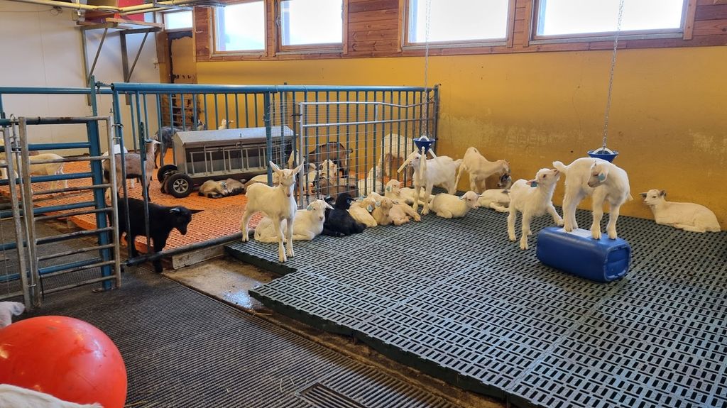 Mange geitekje i en binge. Bingen har plastrister som underlag. Ei stor blåse i forgrunnen og ei femliters plastkanne er lagt inn som miljøberiking. Det er også en kraftfôrautomat i bakgrunnen. Foto.