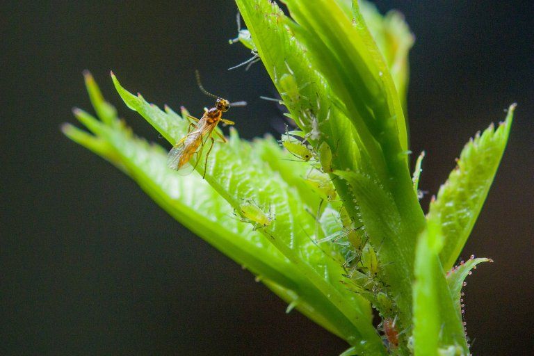 Snylteveps sitter på et blad sammen med mange bladlus. Foto.