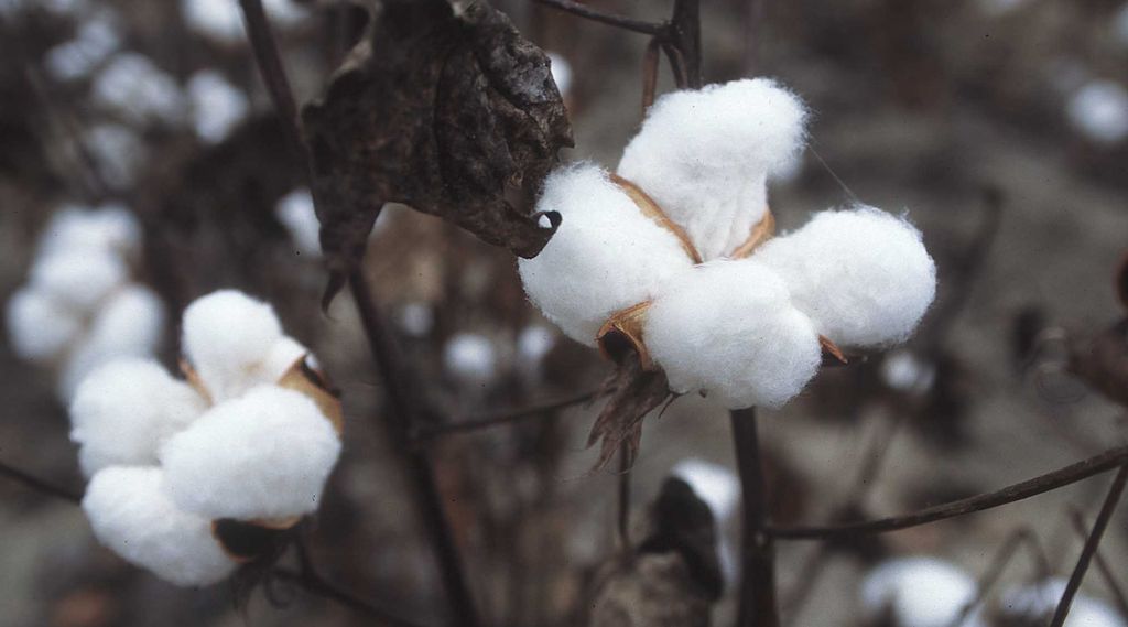 På bomullsplanten ser det ut som bomullsdottane er fiks ferdige. Foto.