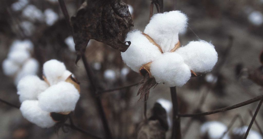 På bomullsplanten ser det ut som bomullsdottene er fiks ferdige. Foto.