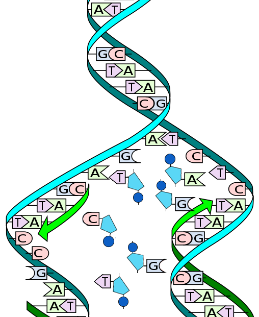 DNA-tråd slittes og nukleotider strømmer til for å bygge ny DNA-tråd. Illustrasjon.