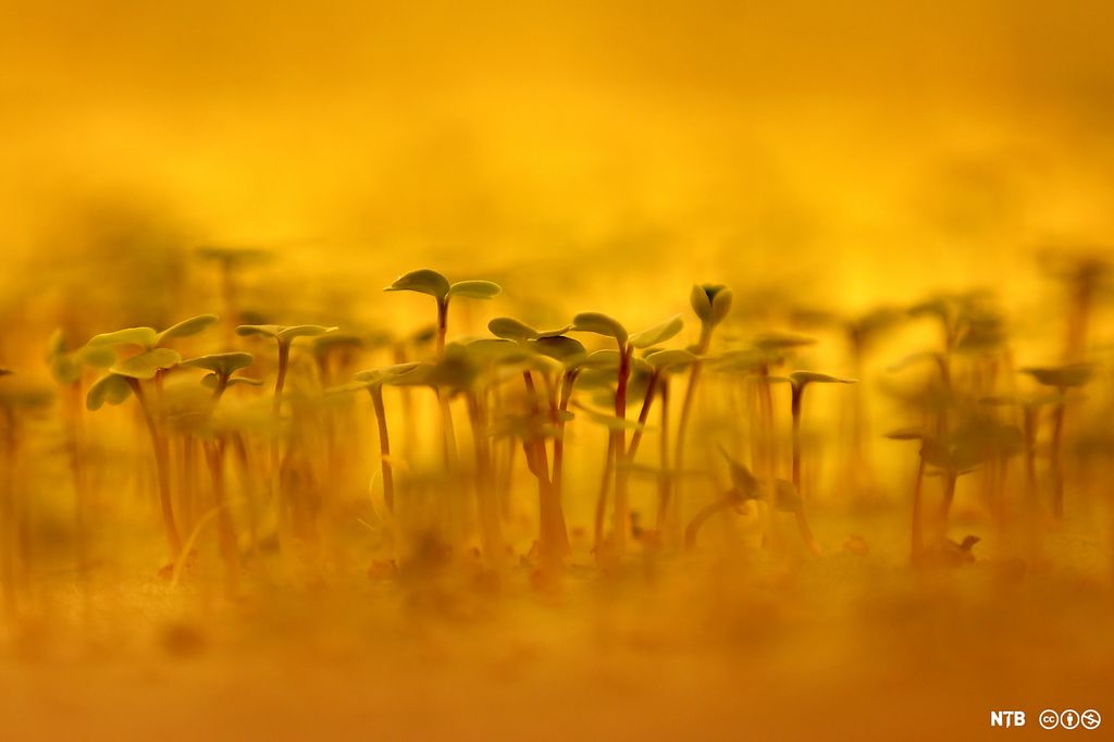 Små plantespirer strekker seg mot lyset. Foto.