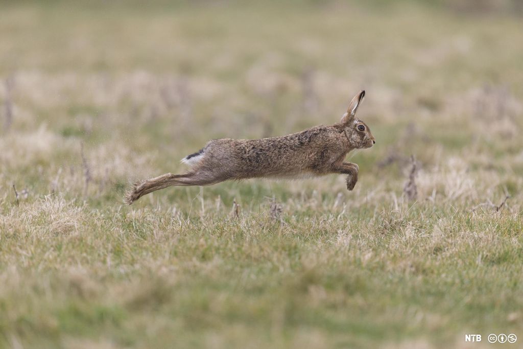 Hoppende hare som er midt i svevet. Foto.