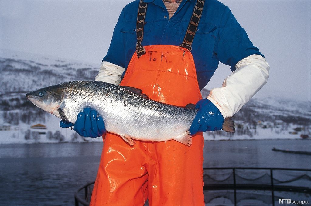 Mann som holder i en stor laks. Foto. 