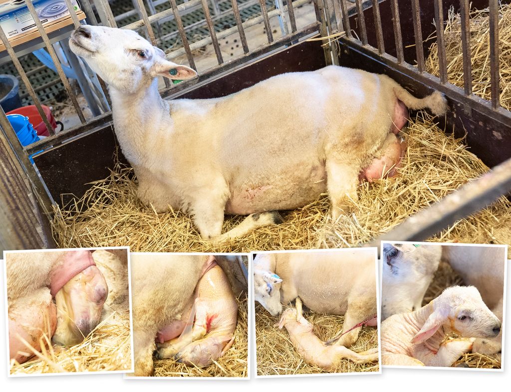 Kollasj som viser fasene i en lammefødsel. Foto.