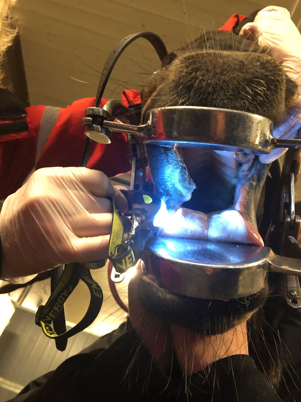 Hestemunn som holdes åpen med instrument. Foto.