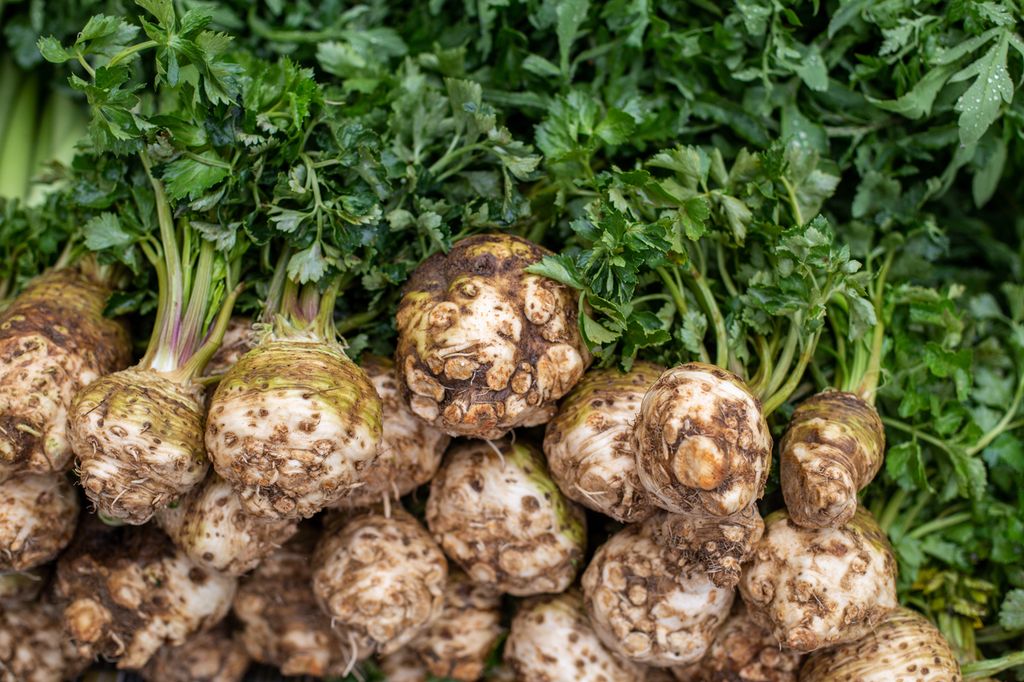 Stabel med runde rotgrønnsaker med avkutta smårøtter. Grønne blader på toppen. Foto.