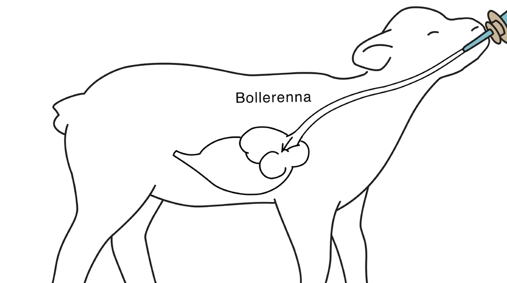 Figur som viser hvordan mjølka ledes gjennom bollerenna og direkte til løypemagen hos et kje som drikker av en smokk. Illustrasjon.