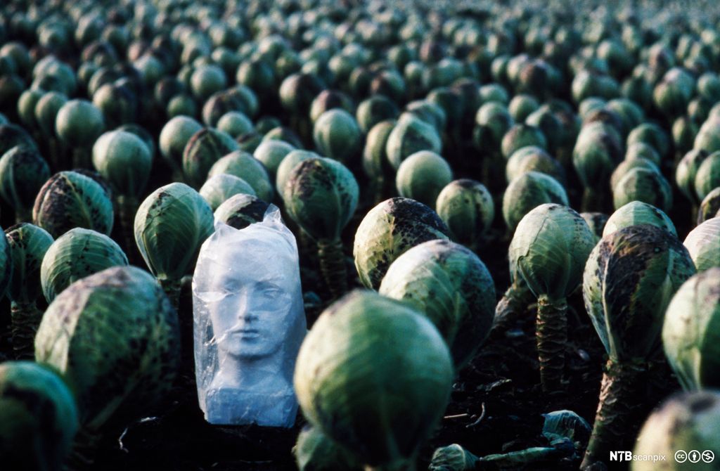 Et skulpturhode plassert midt i en åker med hodekål. Foto.