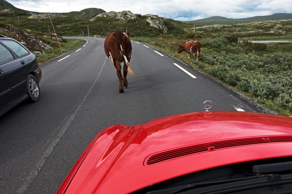 Ei ku går foran en bil midt på en smal vei. En annen bil passerer i motsatt retning. I grøfta står ei annen ku. Foto.