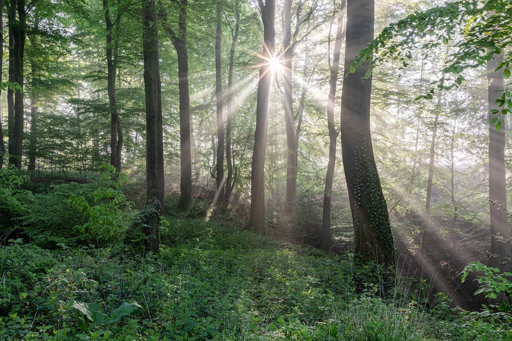 Sollys skinner mellom stammene i en skog. Foto.