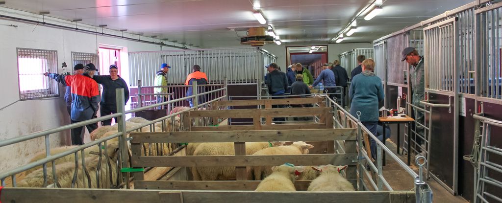 Flere binger der det står mange halvtårsgamle værlam inne i et fjøs. Det står et titalls mennesker rundt bingene. Foto.