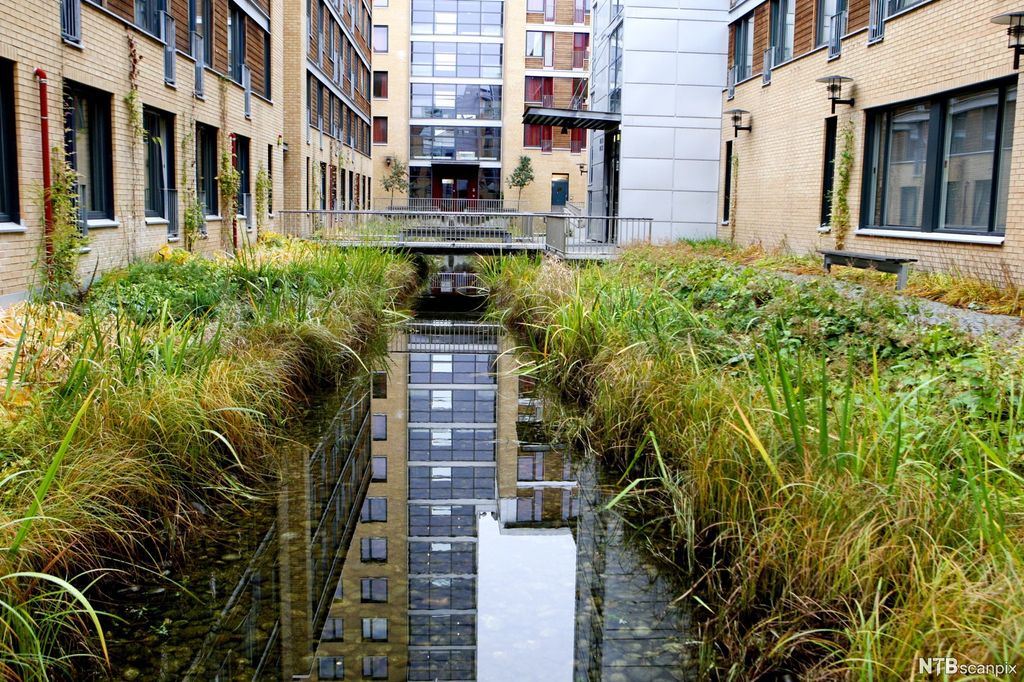 Kanal for regnvann mellom blokker. Beplantning langs kantene. Foto. 