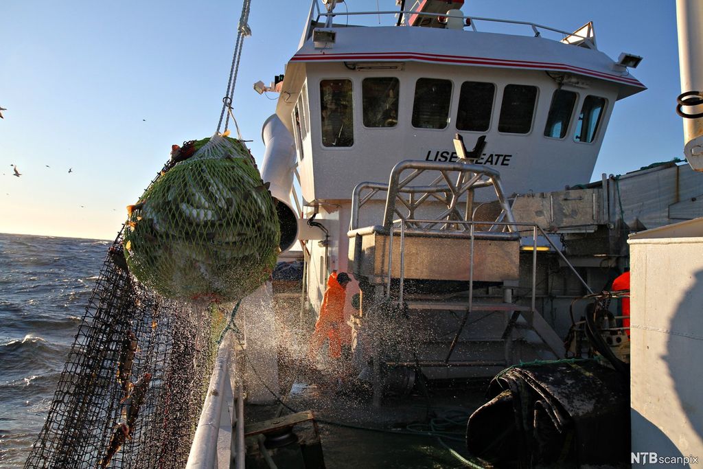 På en fiskebåt dras ei not med fisk over rekka. Foto.
