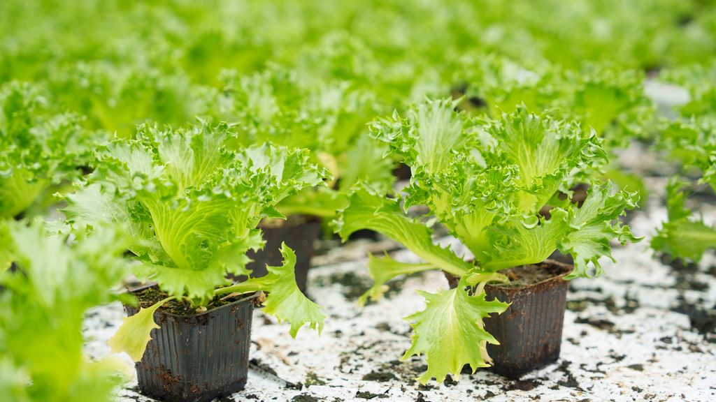 Små salatplanter i plastpotter. Foto.