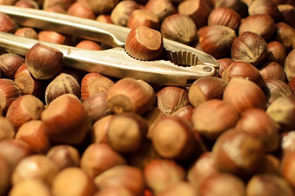 En nøtteknekker med knekkeåpning i to ulike størrelser, laga av to armer som er hengsla sammen i den ene enden, ligger i en haug hasselnøtter. Foto.