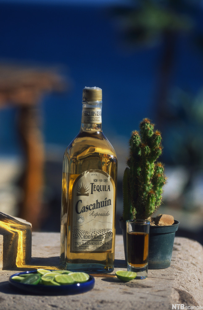 En flaske tequila plassert sammen med en kaktus, oppskåret lime og et lite glass fylt med tequila. Foto.