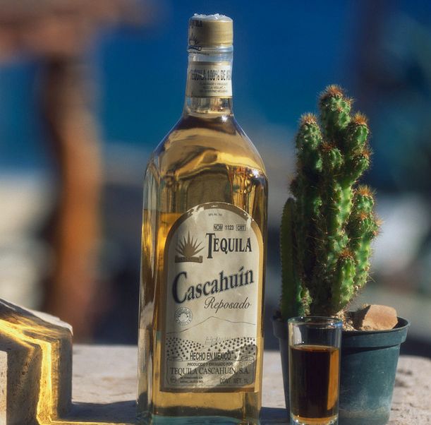 En flaske tequila plassert sammen med en kaktus, oppskåret lime og et lite glass fylt med tequila. Foto.