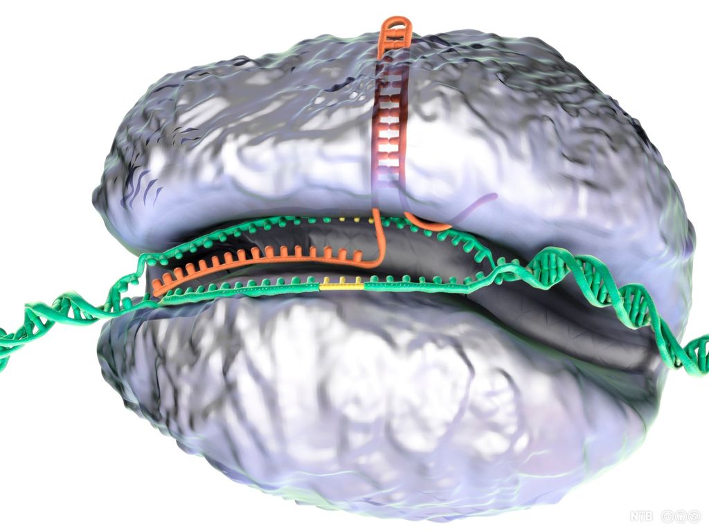 Stuora enzyma birastahttá DNA ja RNA. Illustrašuvdna.