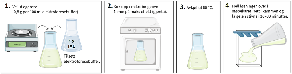 Tillaging av agarose-gel steg for steg. Illustrasjon. 
