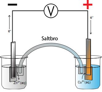 Daniellcellen. Illustrasjon.