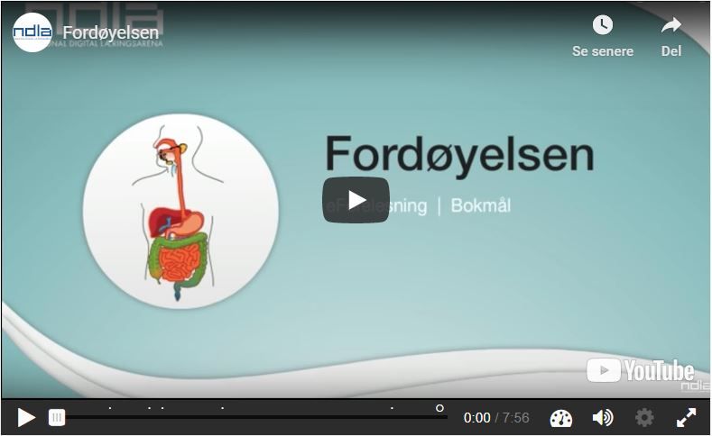 Forsiden til eForelesningen Fordøyelsen. Illustrasjon.