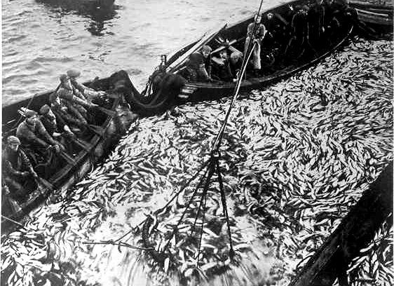 Et titalls fiskere i to båter rundt en enorm mengde fisk som er sperret inne av båtene og et garn. Et nett fullt av fisk blir heist opp fra midten av fiskestimen. Svart-hvitt foto.