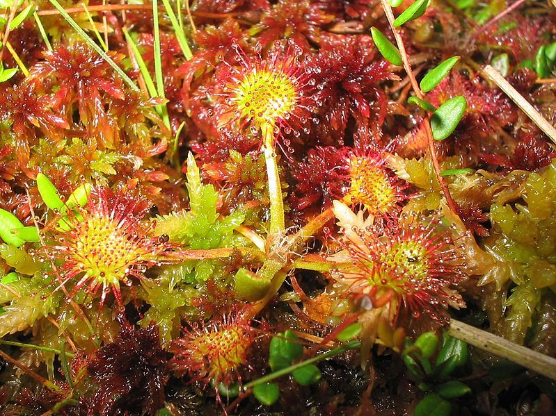 Nærbilde av plante med mange små hår med væskefylte blærer i enden. Foto.