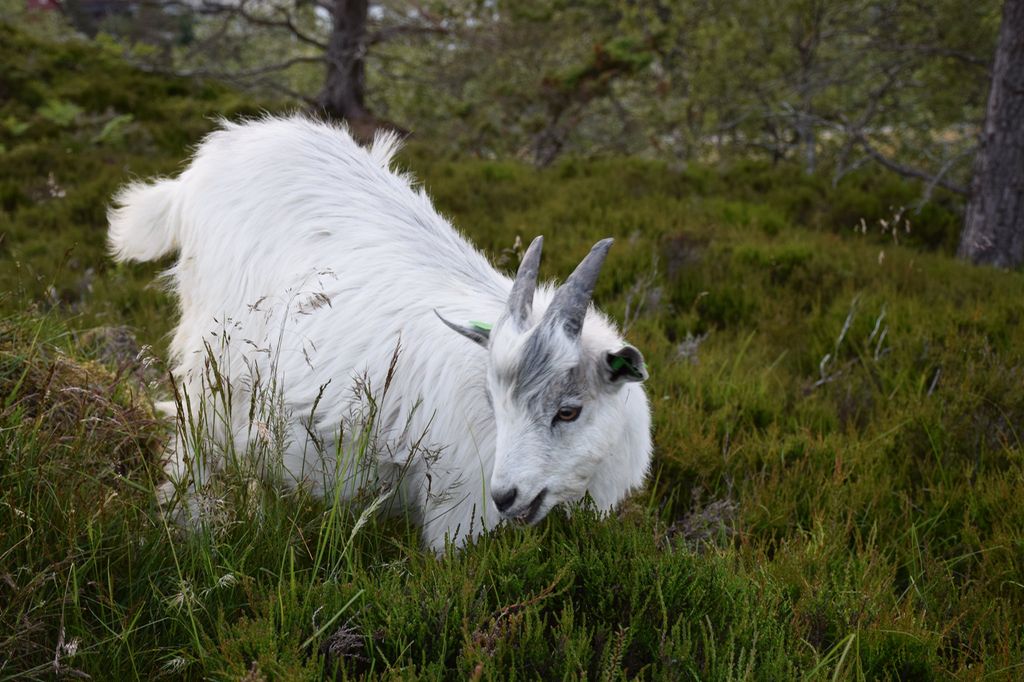 Ei kvit geit med horn står i naturen. Det er gras og lyng rundt den og trær i bakgrunnen. Foto.