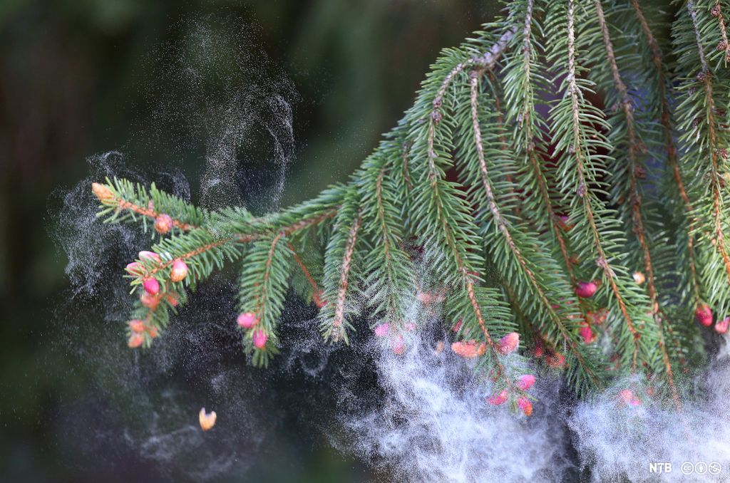 Store mengder pollen fra grankvist danner en sky. Foto.