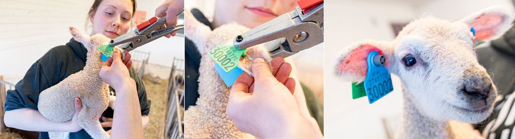 Bilder som viser øremerking av lam der to bønder samarbeider om merkinga. Den ene holder lammet, mens den andre klipser på merket i øret til lammet med merketang. Merket er todelt med grønt på den ene sida og blått på den andre. Begge sider har nummeret 30002. Foto.