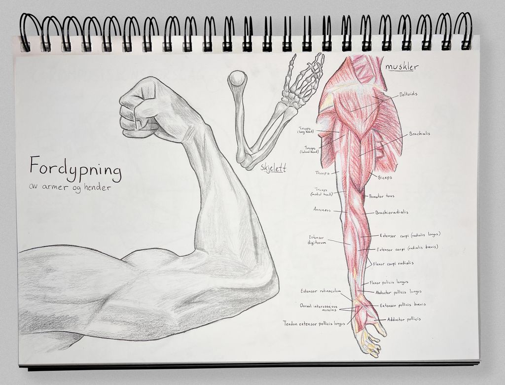Skissebokside med anatomiske tegninger og håndskrevne navn på detaljene. Foto.