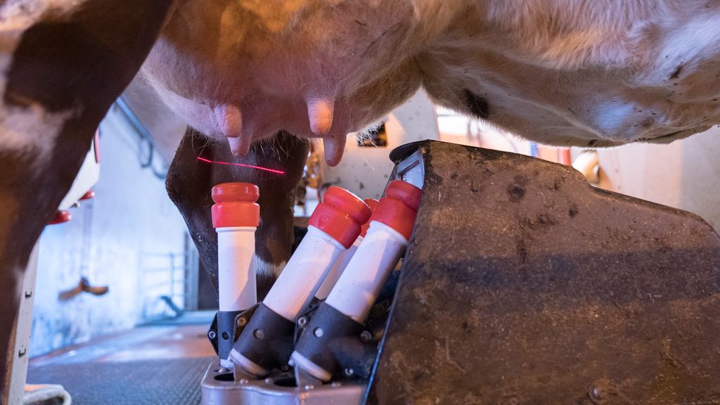 Undersida av juret på ei ku i en mjølkerobot. Spenekoppene er i ferd med å finne fram til spenene ved hjelp av lasernavigasjon. Foto.