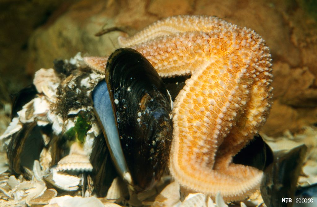 En sjøstjerne krummer armene sine rundt et blåskjell. Foto.