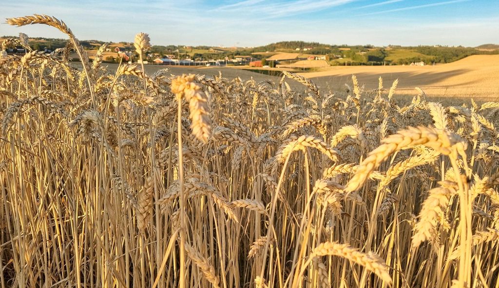 Kornaks av hvete med landbrukslandskap i bakgrunnen. Foto.