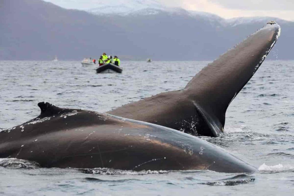 Hvalsafari ved Kvaløya utenfor Tromsø. To knølhvaler leker i havoverflaten. Rib-båt med turister i bakgrunnen.