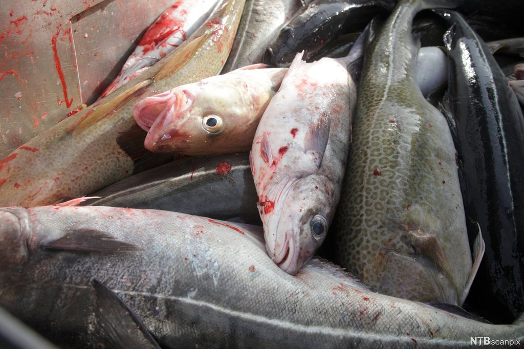  Døde fisk av ulike fiskeslag, torsk, sei og hyse. Foto.