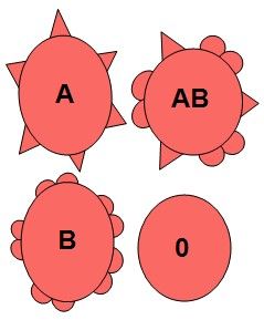 Sirkler som hver er merket med de fire blodtypene: A, B, AB og 0. Illustrasjon.