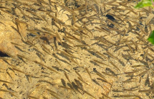 Tett i tett av små fiskeyngel på cirka 3 cm på grunt vann. Foto.