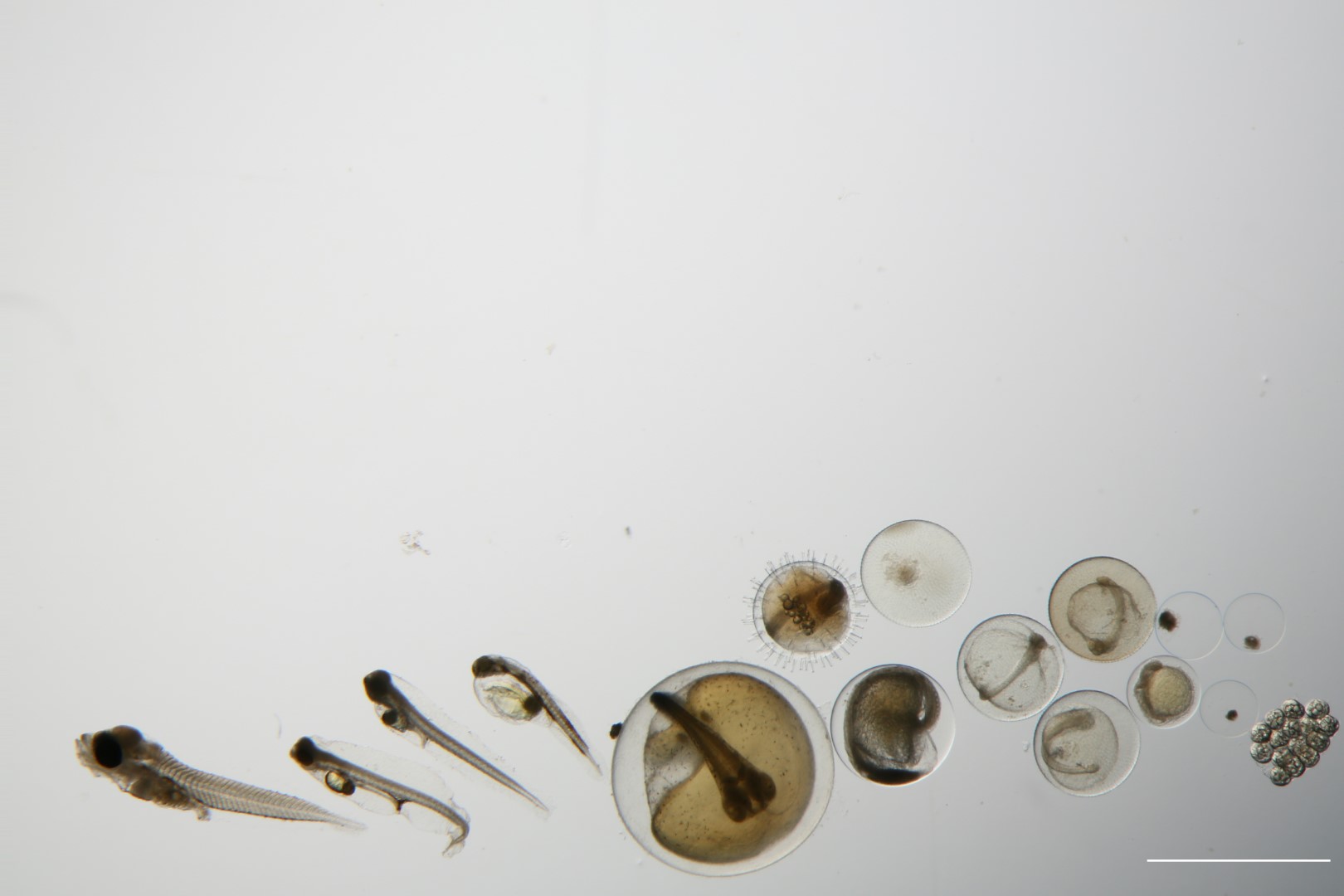 Ulike stadier i utviklingen hos fisk: Det begynner med et lite, rundt egg. Egget fylles så med flere og flere strukturer. Egget klekkes, og ut kommer en liten larve. Larven blir mer og mer spesialisert. Foto.