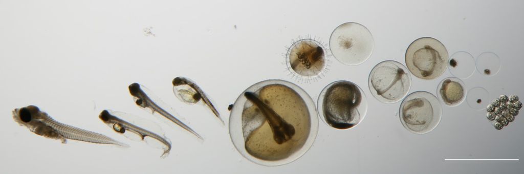 Ulike stadier i utviklingen hos fisk: Det begynner med et lite, rundt egg. Egget fylles så med flere og flere strukturer. Egget klekkes, og ut kommer en liten larve. Larven blir mer og mer spesialisert. Foto.