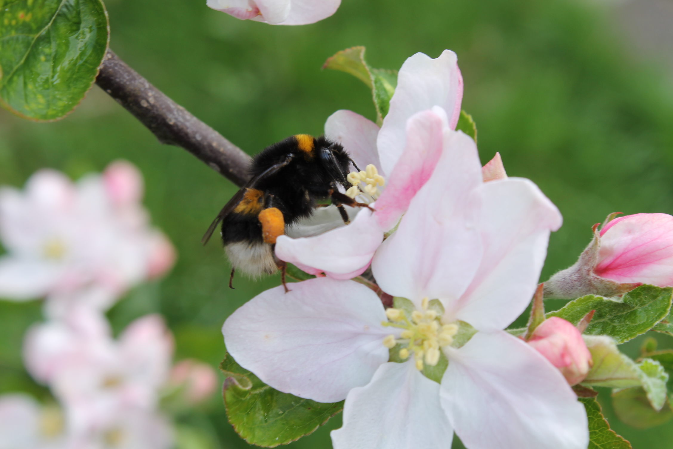 Ei humle på ein blomster. Foto.