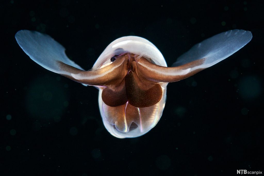 Snegle i vann på svart bakgrunn. Foto.