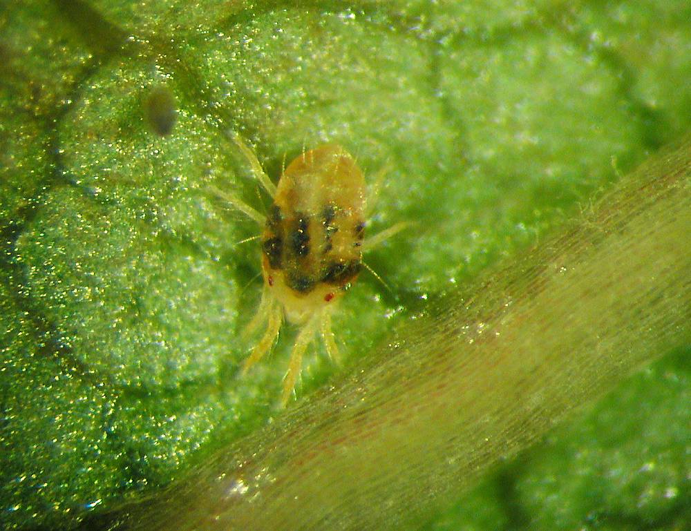 Nærbilde av grønnaktig insekt på blad. Foto.